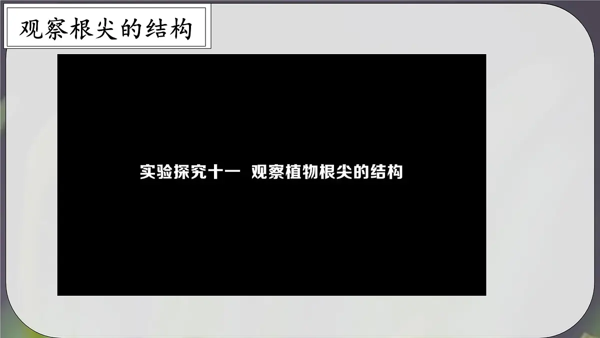 3.1.2 植株的生长 课件-2024-2025学年人教版生物七年级下册第4页