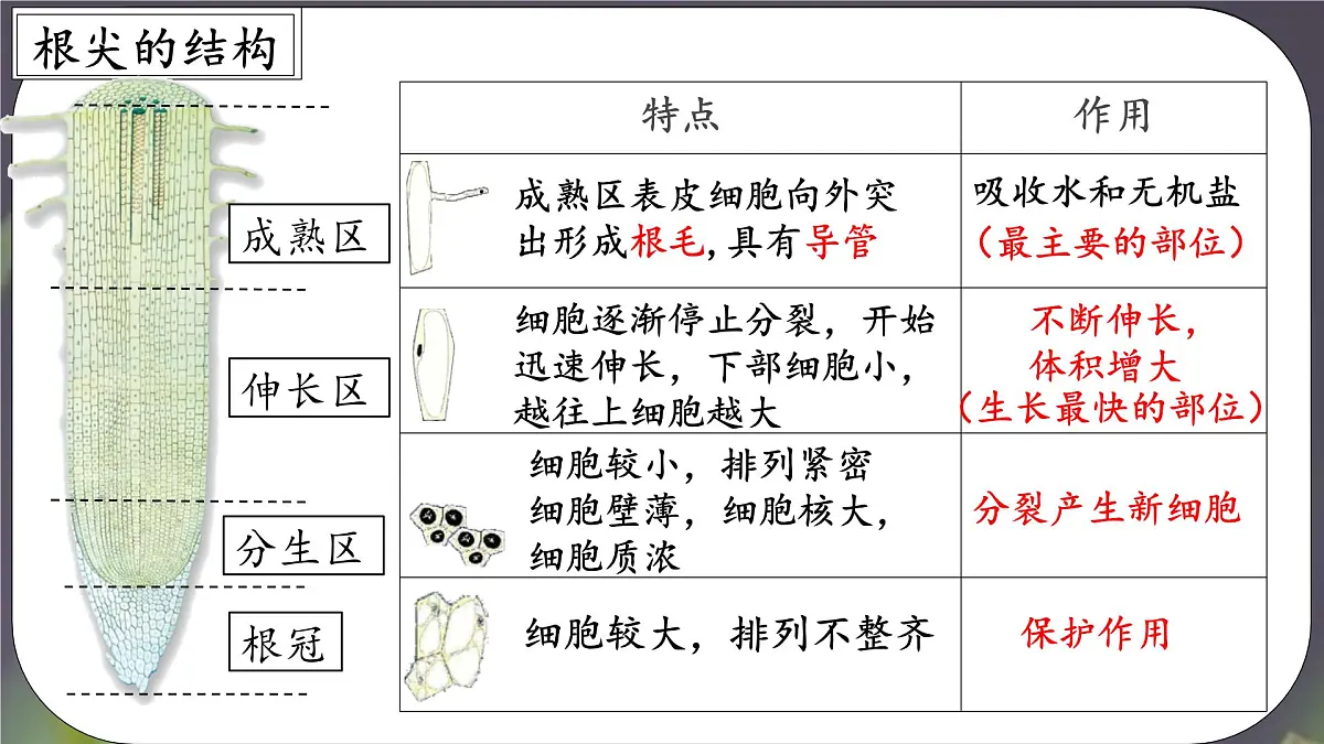 3.1.2 植株的生长 课件-2024-2025学年人教版生物七年级下册第5页