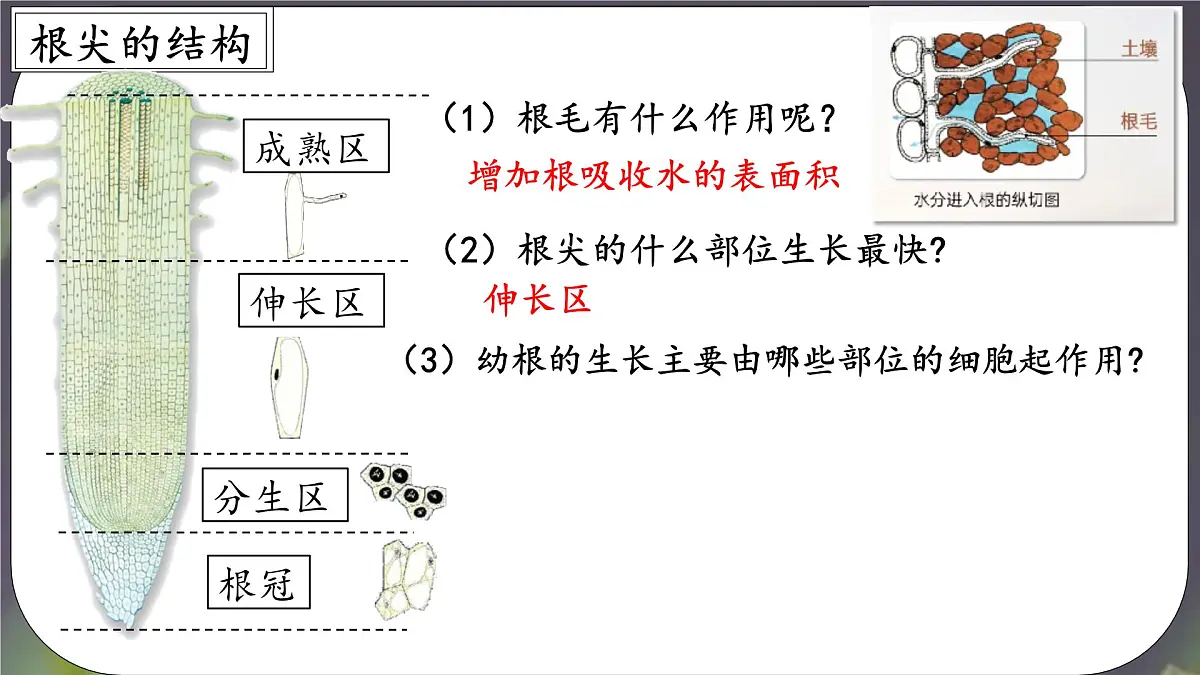 3.1.2 植株的生长 课件-2024-2025学年人教版生物七年级下册第6页