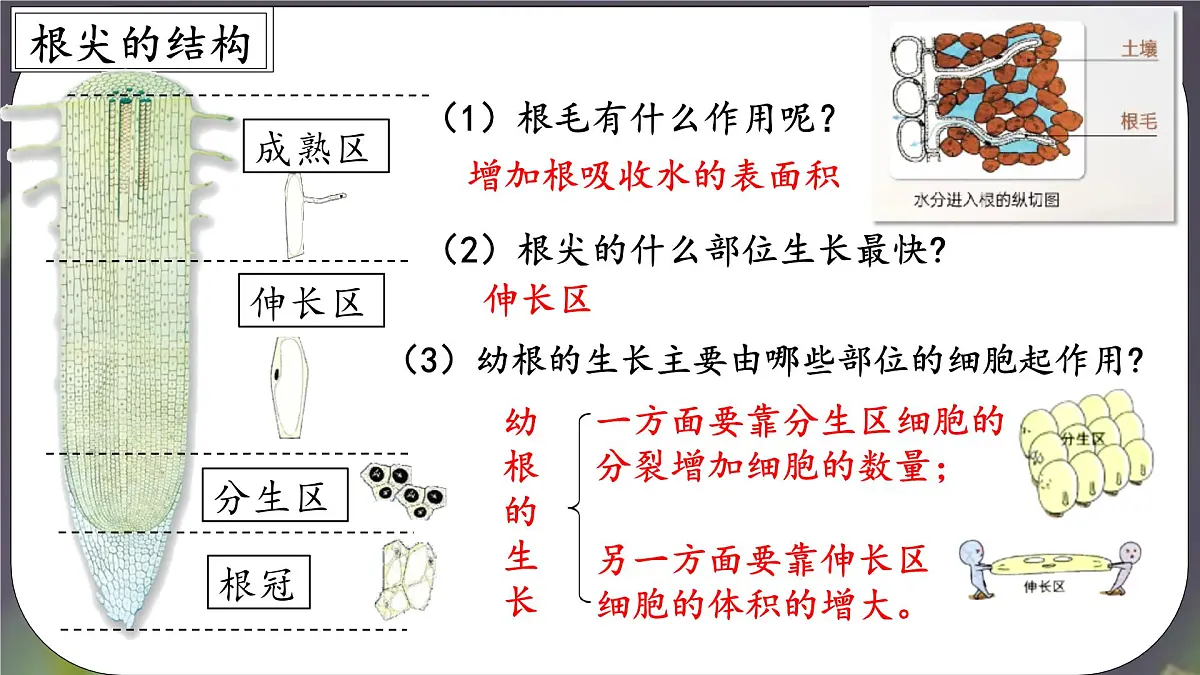 3.1.2 植株的生长 课件-2024-2025学年人教版生物七年级下册第7页