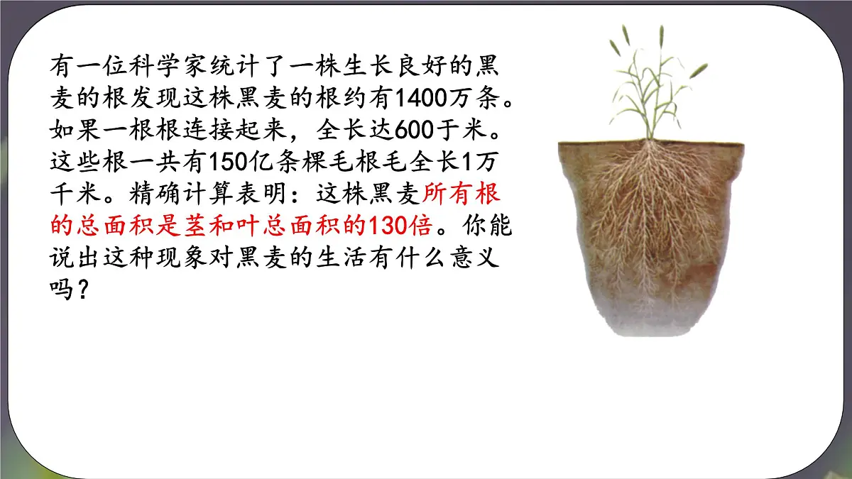 3.1.2 植株的生长 课件-2024-2025学年人教版生物七年级下册第8页