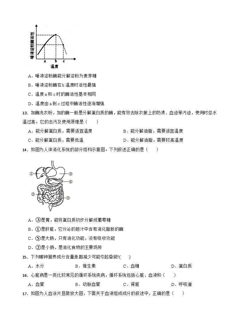 广东省揭阳市2025年七年级下学期生物月考试卷含答案第3页