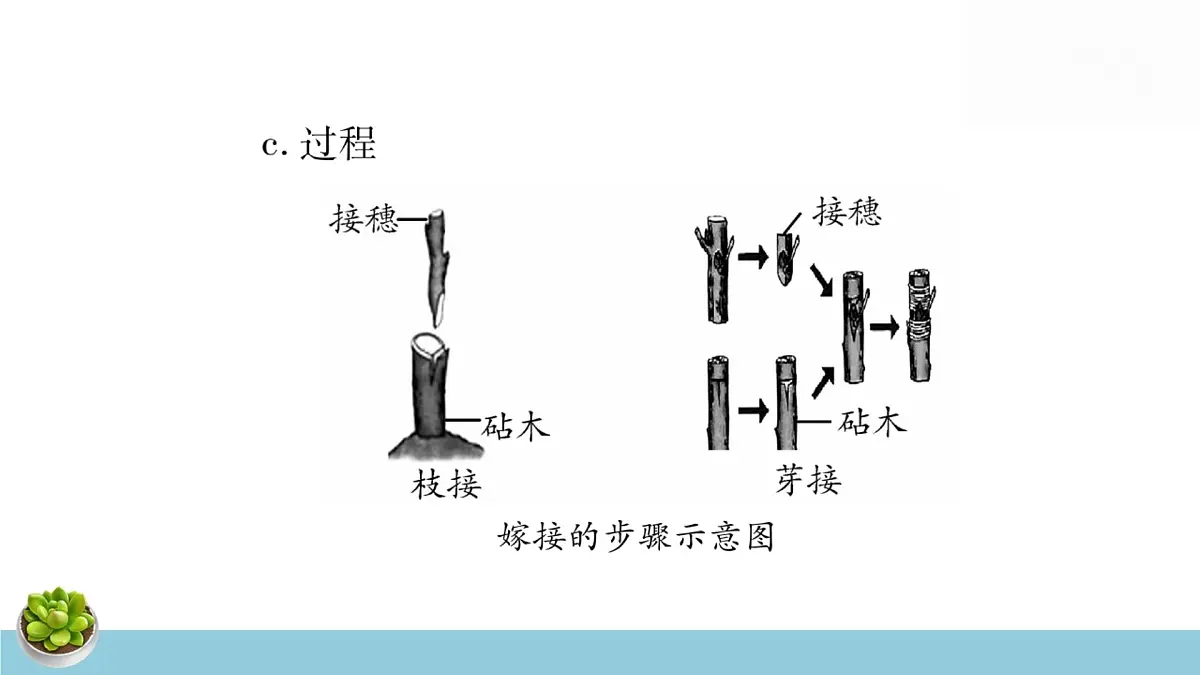 人教版八年级下册生物全册中考复习课件第7页