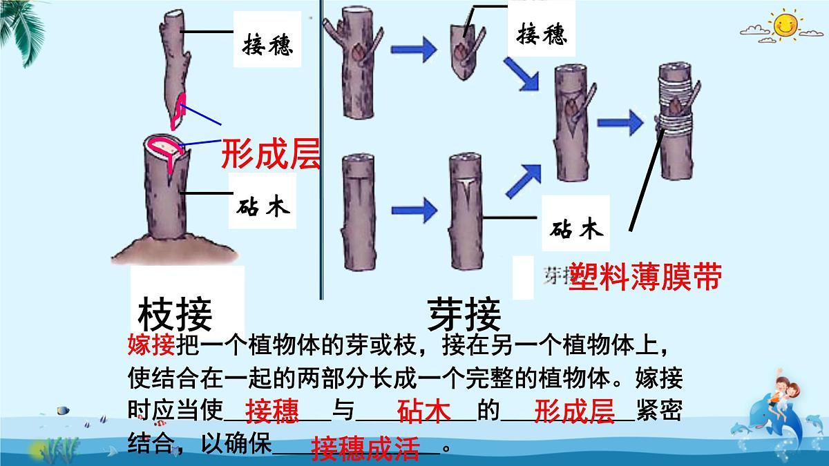 人教版八年级下册生物总复习课件第7页