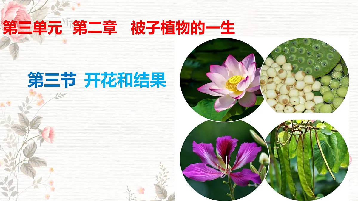 3.1.3 开花和结果 课件-2024-2025学年人教版生物七年级下册第1页