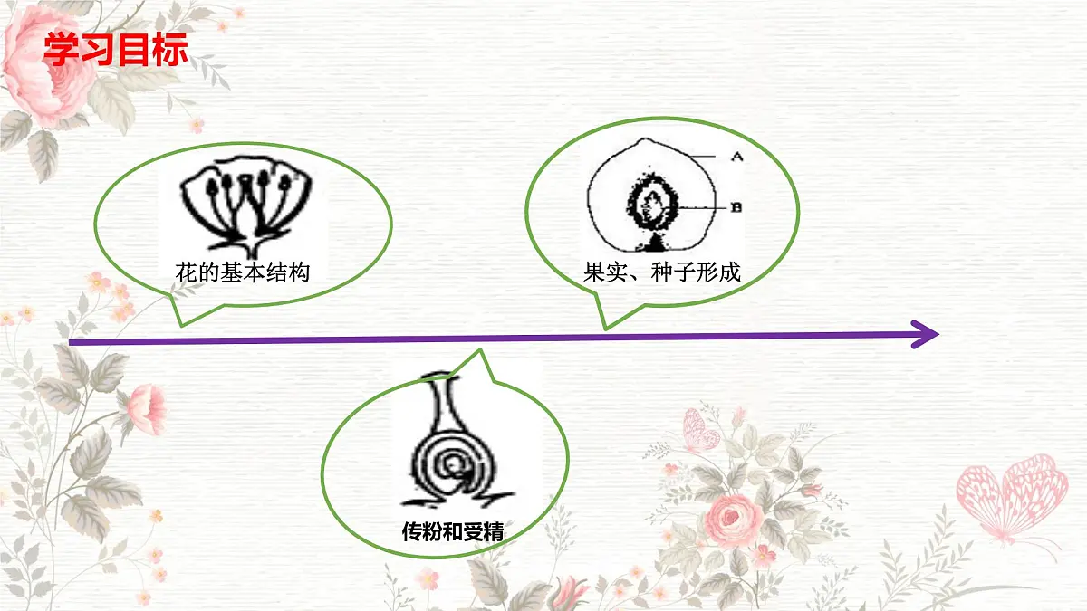 3.1.3 开花和结果 课件-2024-2025学年人教版生物七年级下册第2页