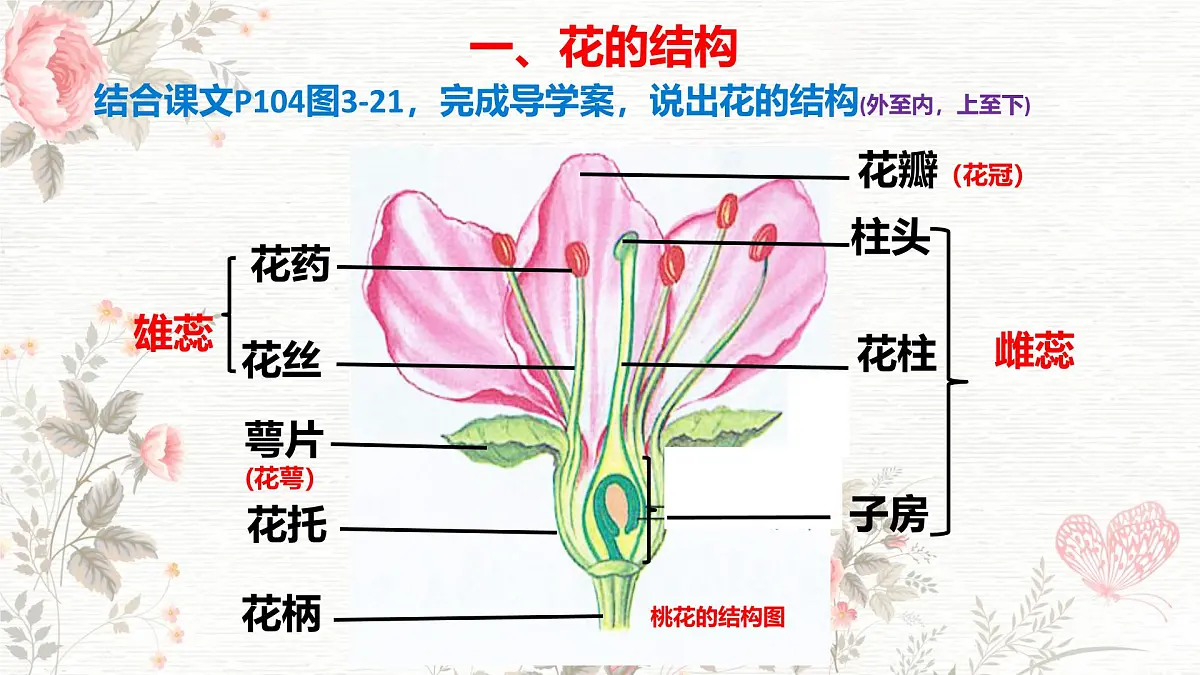3.1.3 开花和结果 课件-2024-2025学年人教版生物七年级下册第3页