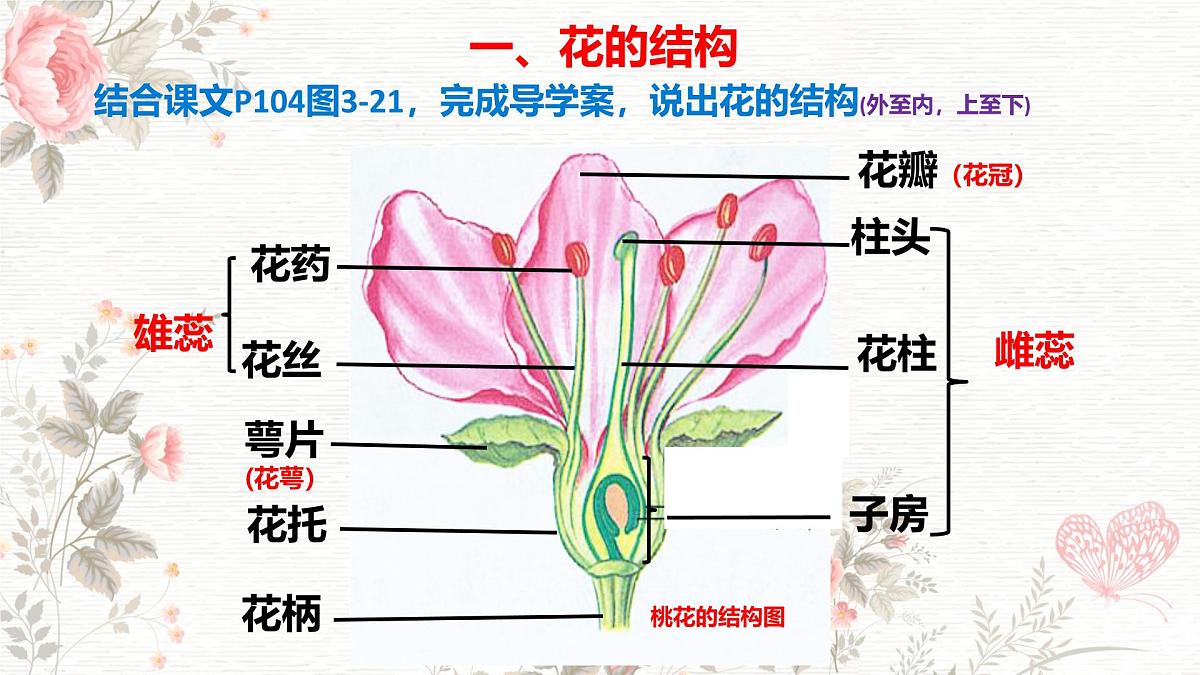 3.1.3 开花和结果 课件-2024-2025学年人教版生物七年级下册第3页
