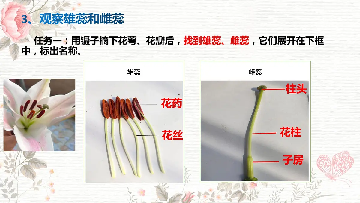 3.1.3 开花和结果 课件-2024-2025学年人教版生物七年级下册第4页