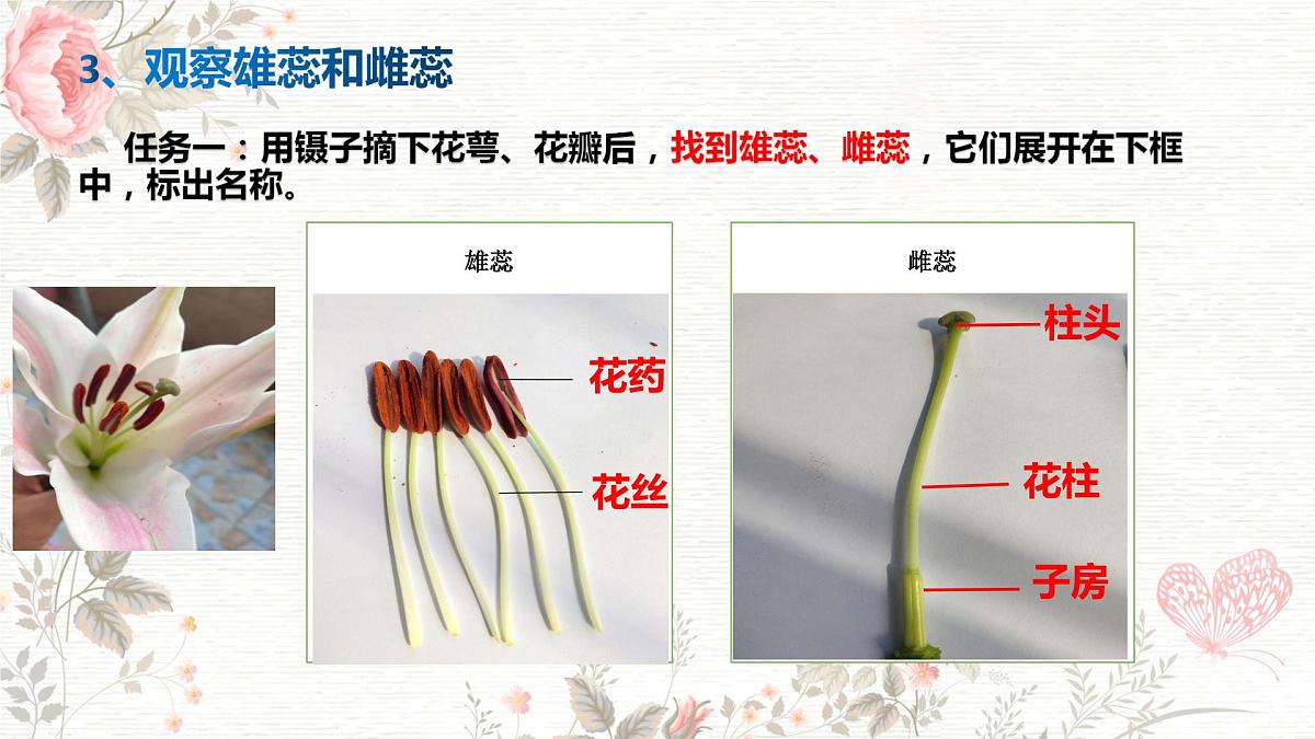 3.1.3 开花和结果 课件-2024-2025学年人教版生物七年级下册第4页