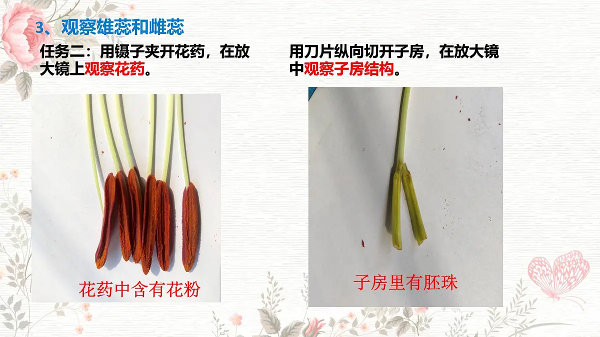 3.1.3 开花和结果 课件-2024-2025学年人教版生物七年级下册第5页