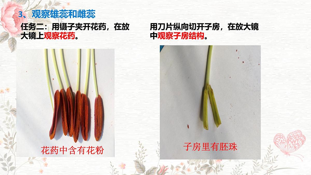 3.1.3 开花和结果 课件-2024-2025学年人教版生物七年级下册第5页