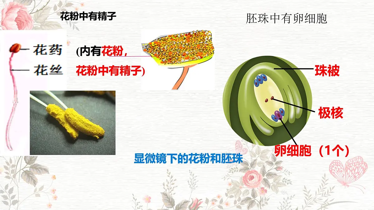 3.1.3 开花和结果 课件-2024-2025学年人教版生物七年级下册第6页