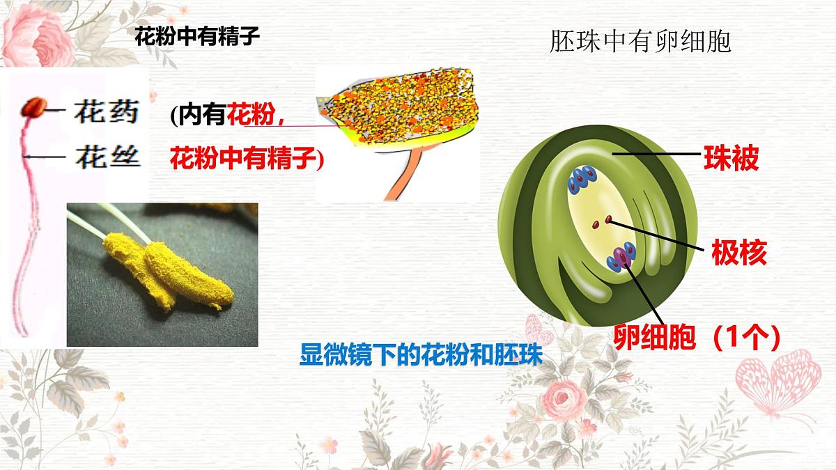 3.1.3 开花和结果 课件-2024-2025学年人教版生物七年级下册第6页