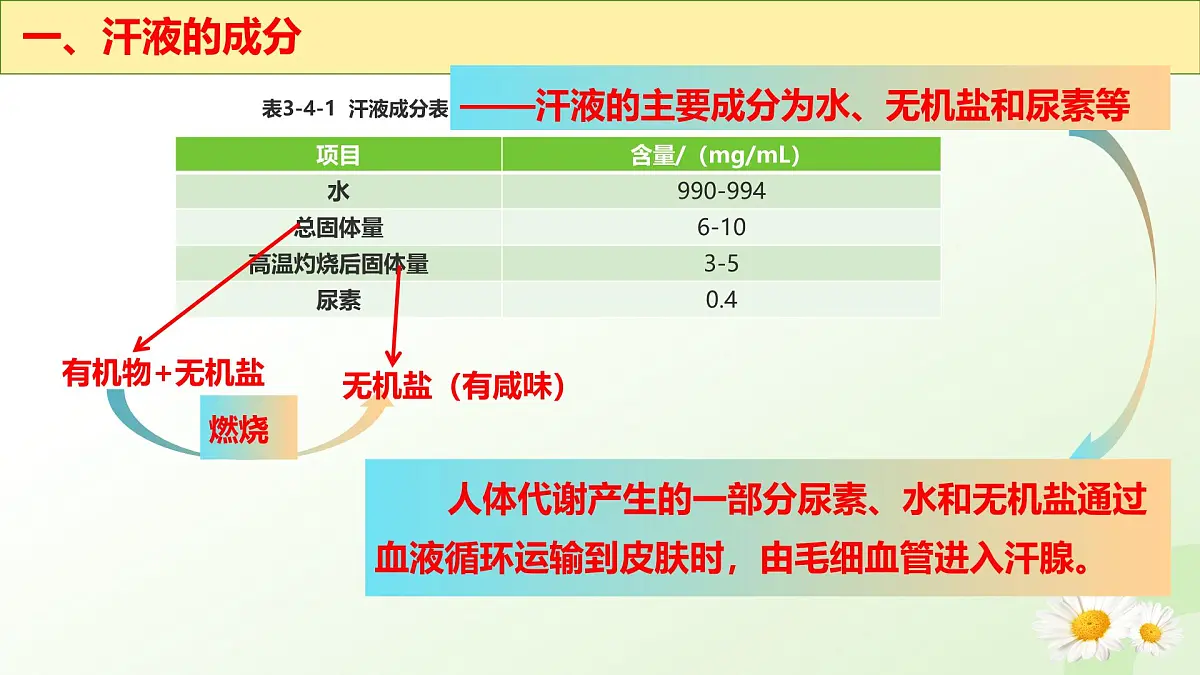 3.4.3 汗腺与汗液的排出 （课件 ）-2024-2025学年七年级生物下册（冀少版2024）第5页