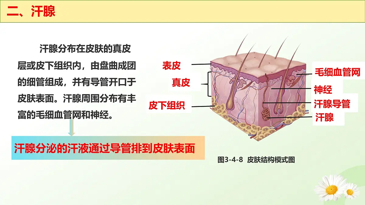 3.4.3 汗腺与汗液的排出 （课件 ）-2024-2025学年七年级生物下册（冀少版2024）第6页