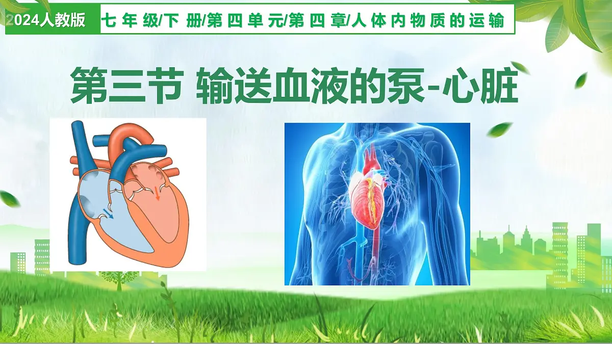 4.4.3 输送血液的泵——心脏（课件）-2024-2025学年七年级生物下册（人教版2024）第1页