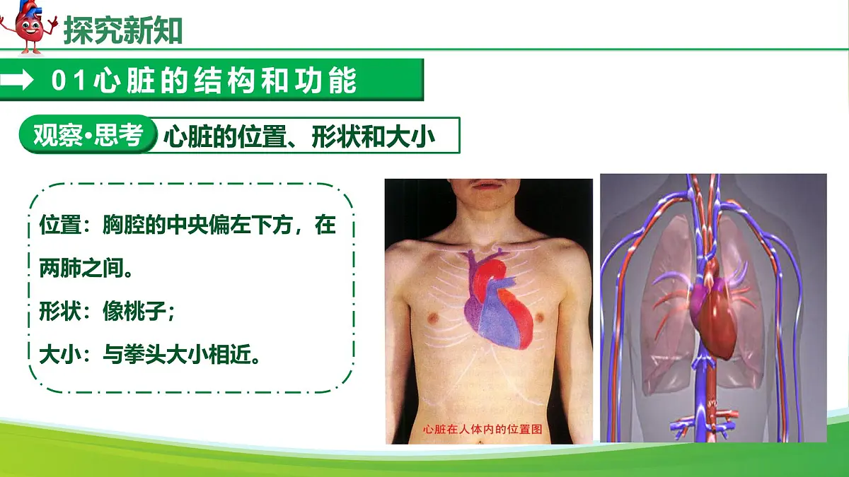 4.4.3 输送血液的泵——心脏（课件）-2024-2025学年七年级生物下册（人教版2024）第6页
