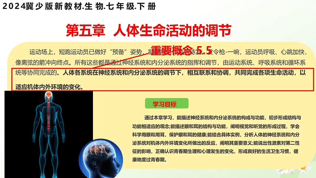 3.5.1 神经系统的组成 （课件）-2024-2025学年七年级生物下册（冀少版2024）第1页