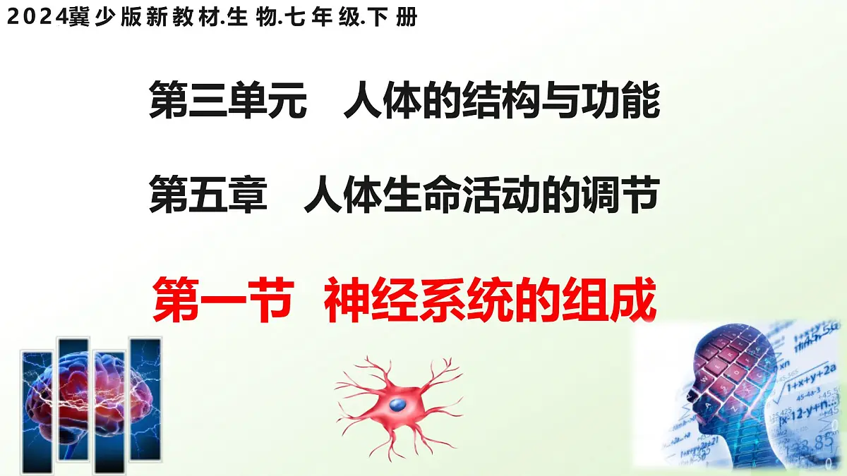 3.5.1 神经系统的组成 （课件）-2024-2025学年七年级生物下册（冀少版2024）第2页