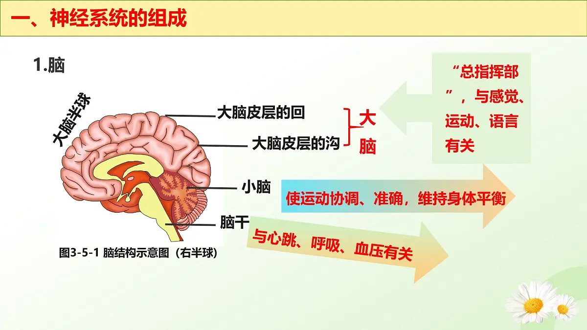 3.5.1 神经系统的组成 （课件）-2024-2025学年七年级生物下册（冀少版2024）第6页