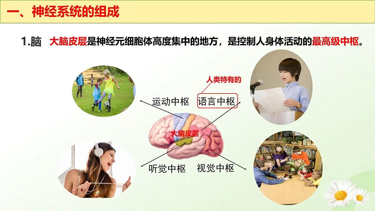 3.5.1 神经系统的组成 （课件）-2024-2025学年七年级生物下册（冀少版2024）第7页