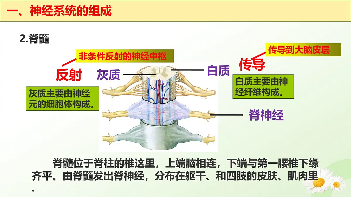 3.5.1 神经系统的组成 （课件）-2024-2025学年七年级生物下册（冀少版2024）第8页