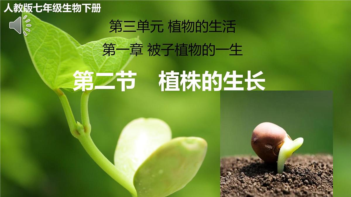 3.1.2 植株的生长 课件-2024-2025学年人教版生物七年级下册第1页