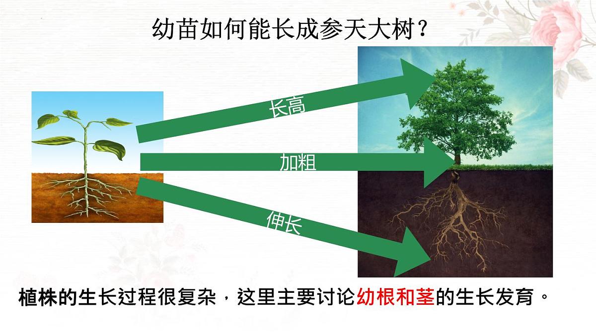 3.1.2 植株的生长 课件-2024-2025学年人教版生物七年级下册第2页