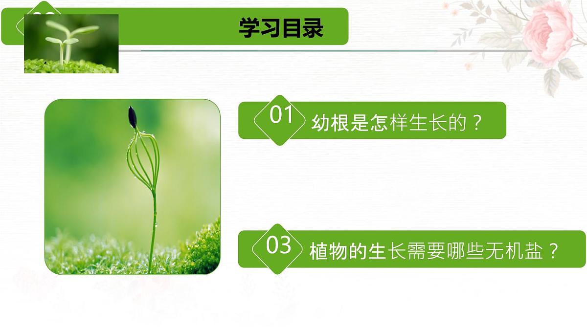 3.1.2 植株的生长 课件-2024-2025学年人教版生物七年级下册第3页