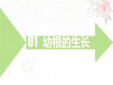 3.1.2 植株的生长 课件-2024-2025学年人教版生物七年级下册