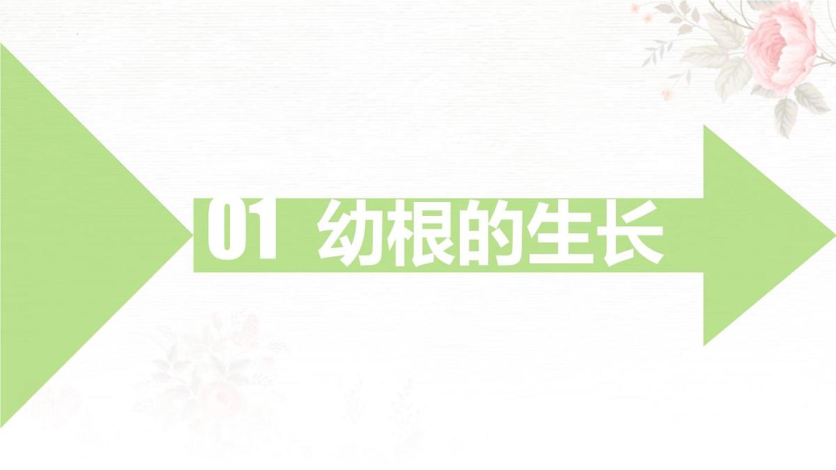 3.1.2 植株的生长 课件-2024-2025学年人教版生物七年级下册第4页