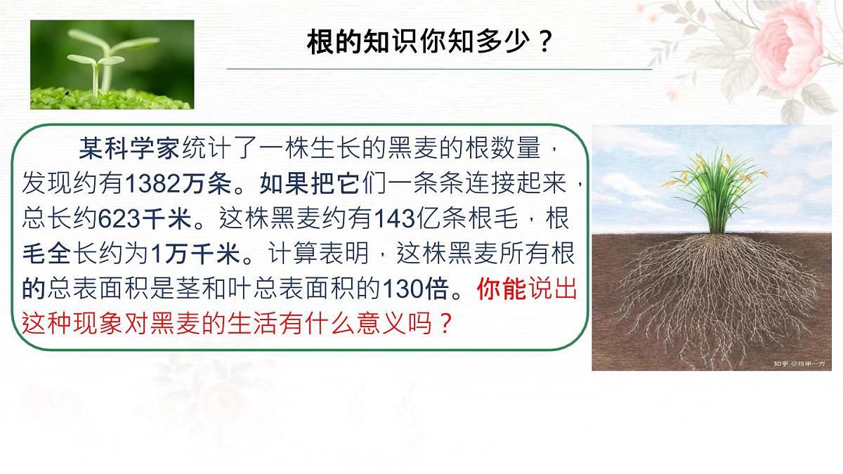 3.1.2 植株的生长 课件-2024-2025学年人教版生物七年级下册第5页