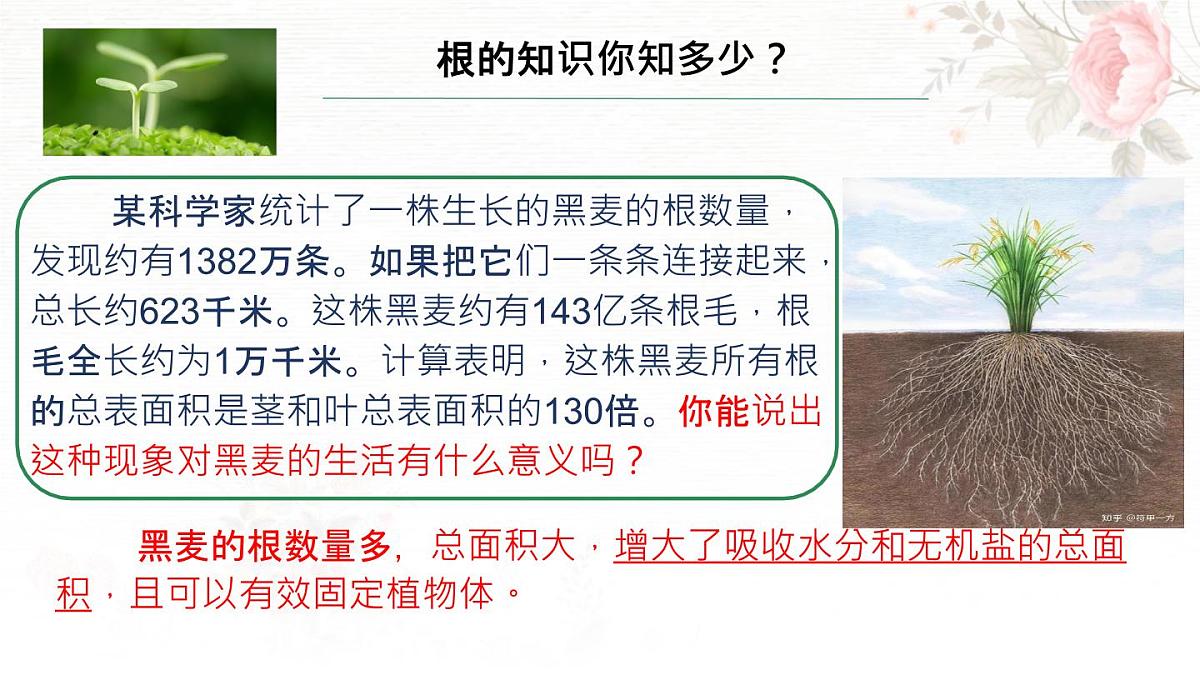 3.1.2 植株的生长 课件-2024-2025学年人教版生物七年级下册第6页