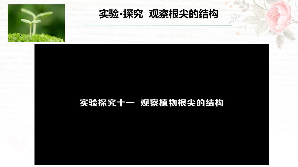 3.1.2 植株的生长 课件-2024-2025学年人教版生物七年级下册第7页