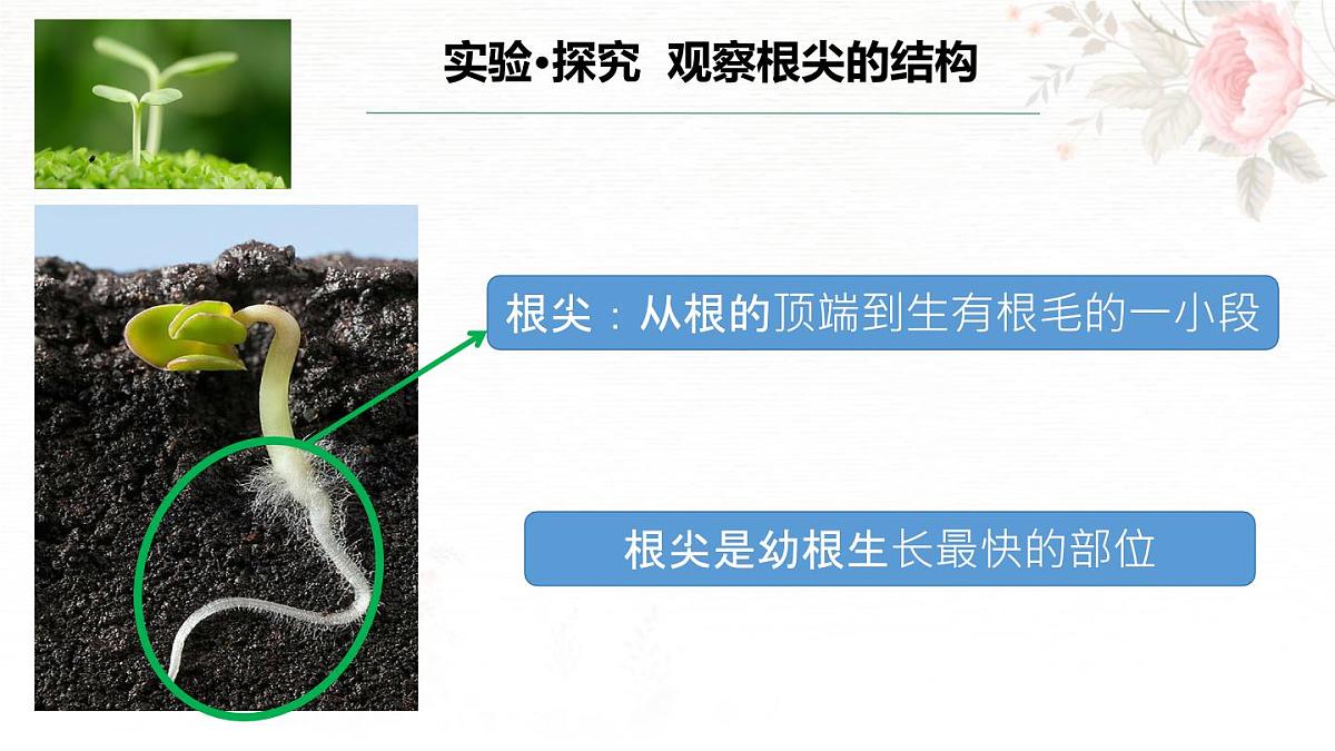 3.1.2 植株的生长 课件-2024-2025学年人教版生物七年级下册第8页