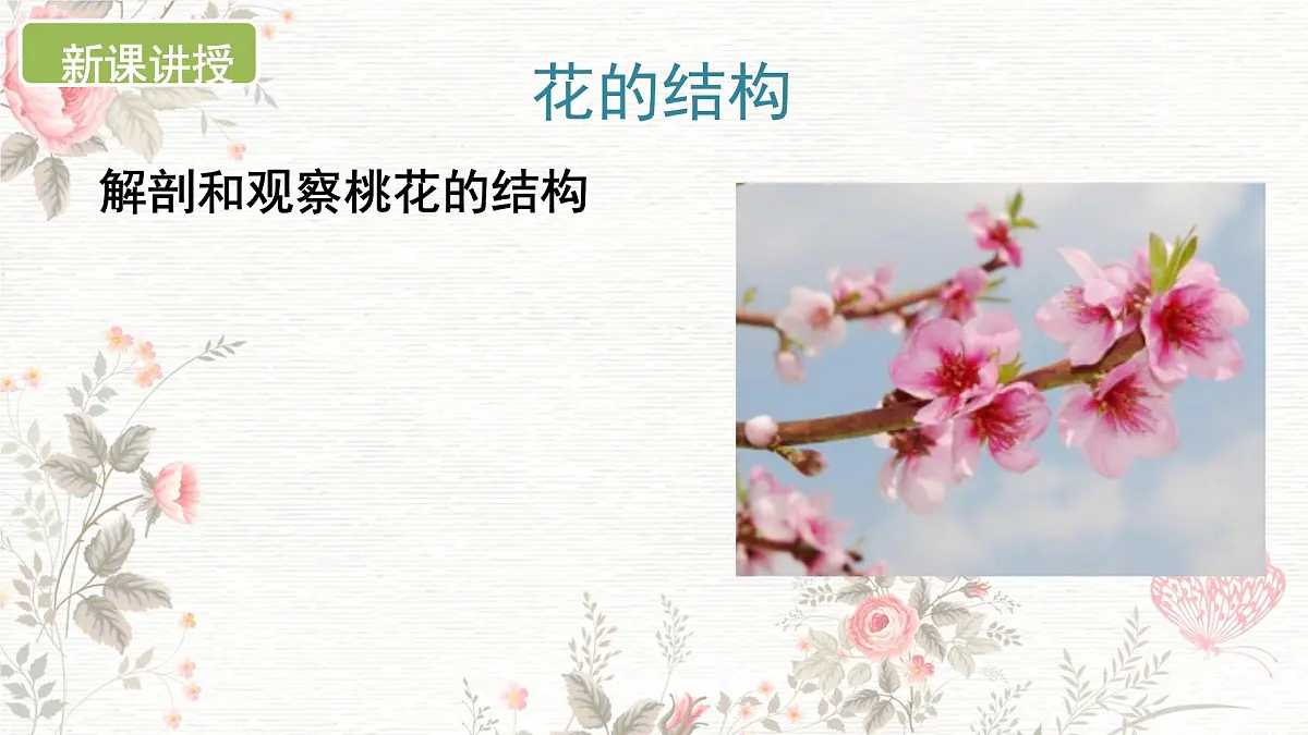 3.1.3 开花和结果 课件-2024-2025学年人教版生物七年级下册第6页