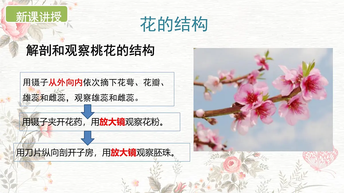 3.1.3 开花和结果 课件-2024-2025学年人教版生物七年级下册第7页