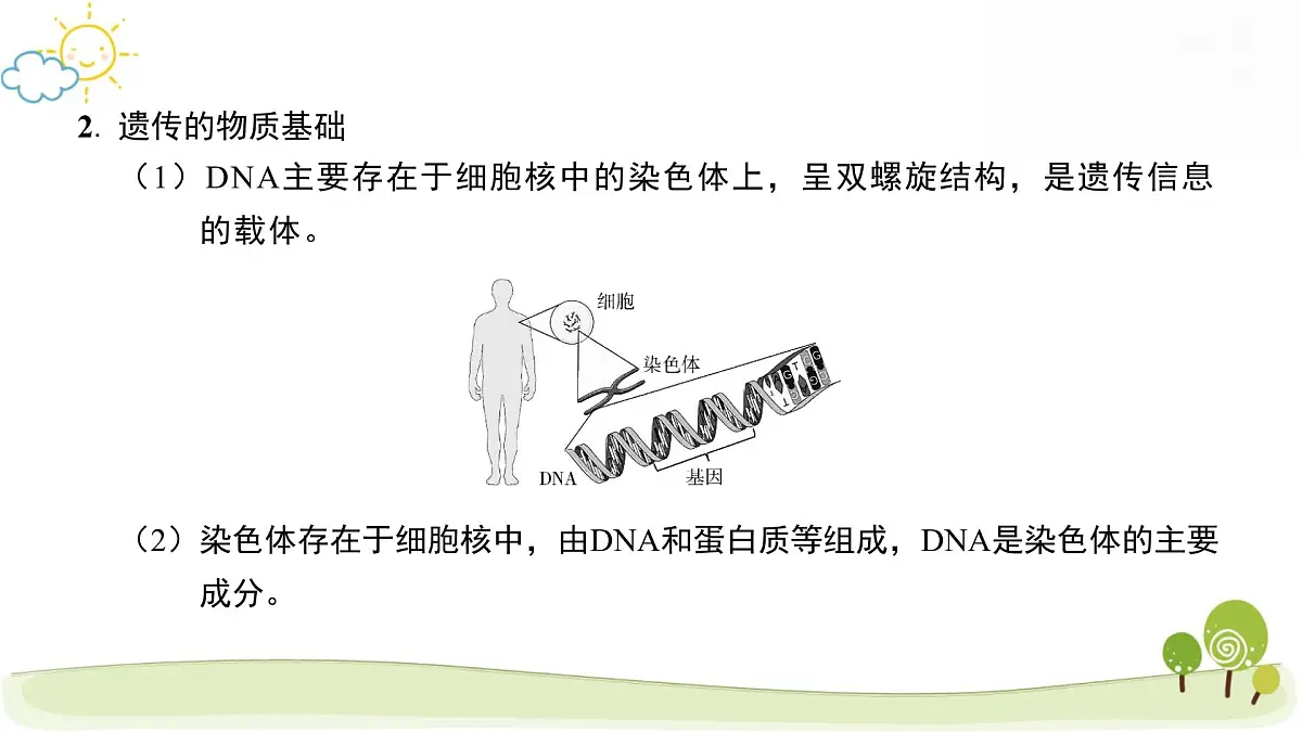 2025年中考生物专题复习：生物的遗传与变异 课件第5页