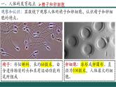 4.1.1 人的生殖 2025學(xué)年七年級生物下冊優(yōu)質(zhì)課件+教學(xué)設(shè)計（人教版2024）