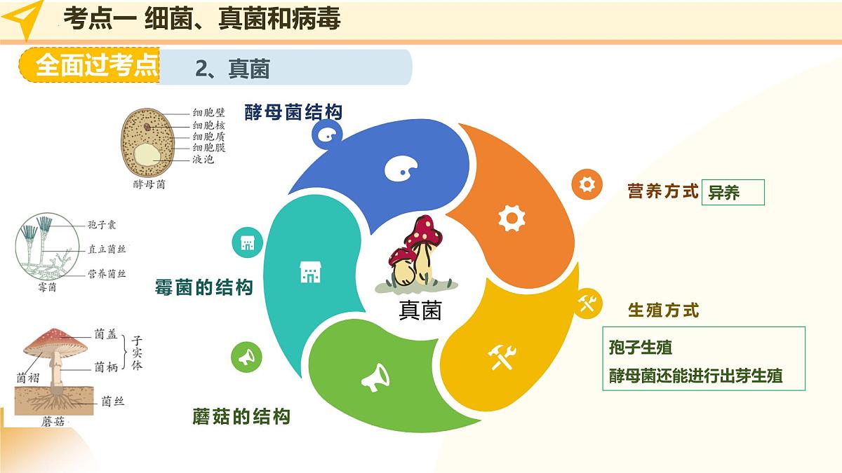 第19讲 细菌真菌和病毒（精讲课件）2025年中考生物一轮复习讲练测（山东专用）第7页