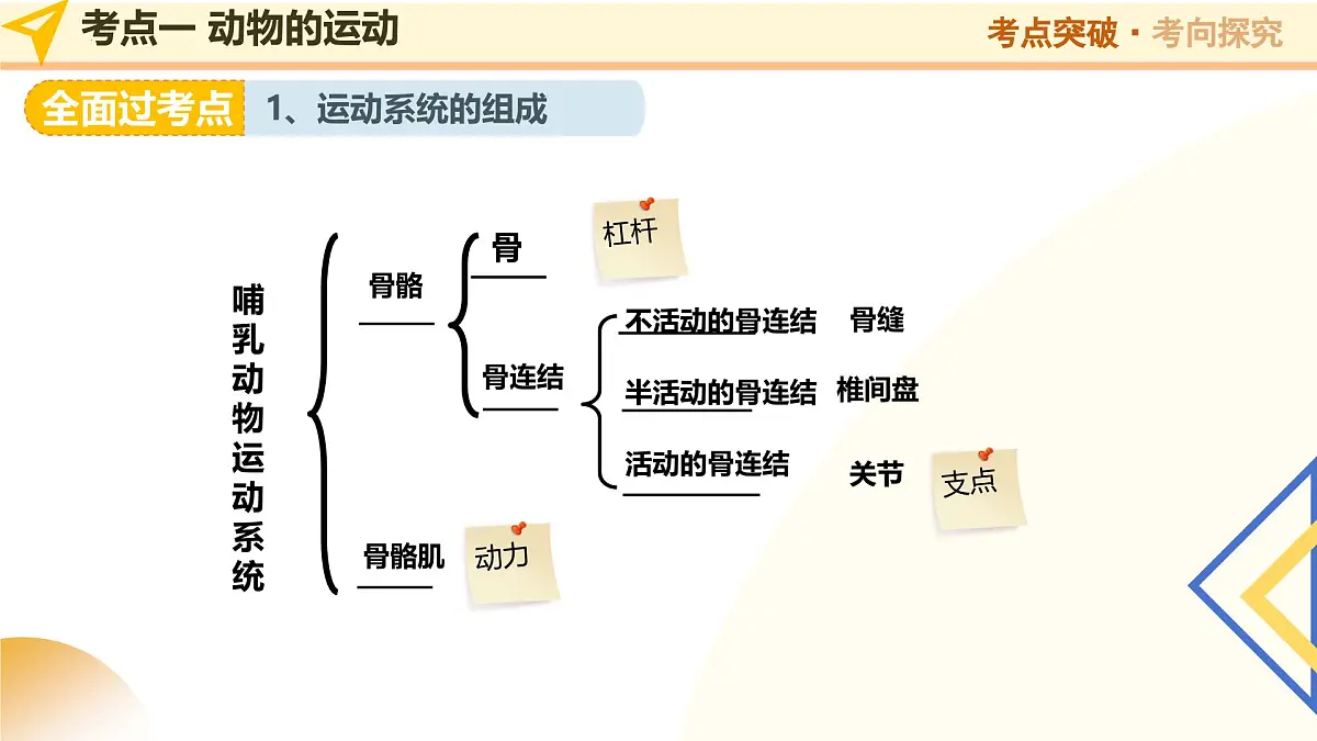 第18讲 动物的运动和行为、动物在生物圈中的作用 2025年中考生物一轮复习讲练测 课件第6页