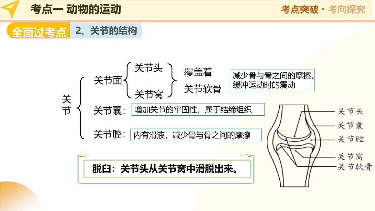 第18讲 动物的运动和行为、动物在生物圈中的作用 2025年中考生物一轮复习讲练测 课件第7页