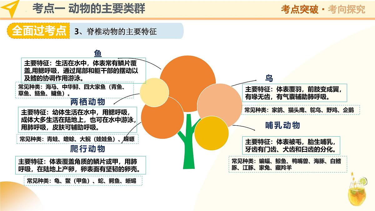 第17讲 动物类群（精讲课件）2025年中考生物一轮复习讲练测（山东专用）第8页