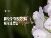 2.2 花經(jīng)過傳粉和受精后形成果實 2025學(xué)年七年級下冊生物課件（濟南版2024）