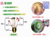 2.2 花經(jīng)過傳粉和受精后形成果實 2025學(xué)年七年級下冊生物課件（濟南版2024）