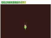 2.2 花經(jīng)過傳粉和受精后形成果實 2025學(xué)年七年級下冊生物課件（濟南版2024）