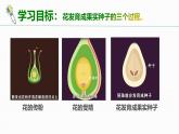 2.2 花經(jīng)過傳粉和受精后形成果實 2025學(xué)年七年級下冊生物課件（濟南版2024）