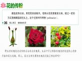 2.2 花經(jīng)過傳粉和受精后形成果實 2025學(xué)年七年級下冊生物課件（濟南版2024）