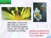 9.3 植物的繁殖（第1課時）2025學年七年級生物下冊同步優(yōu)質課件（蘇教版2024）